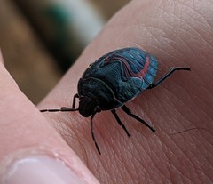 Coleotichus blackburniae