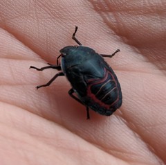 Coleotichus blackburniae