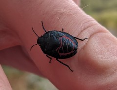 Coleotichus blackburniae