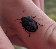 Coleotichus blackburniae