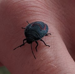 Coleotichus blackburniae