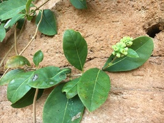 Gynochthodes ammitia