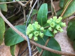 Gynochthodes ammitia