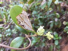 Gynochthodes ammitia