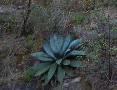 Agave wocomahi