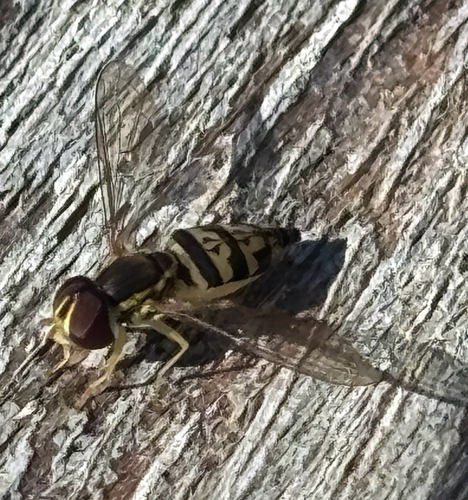 Unknown species found near Ozora Rd, Loganville, GA, US