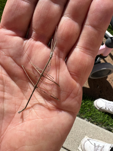 Gray Walkingstick