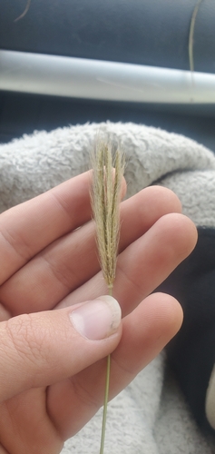 feather finger grass