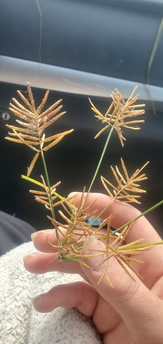 yellow nutsedge