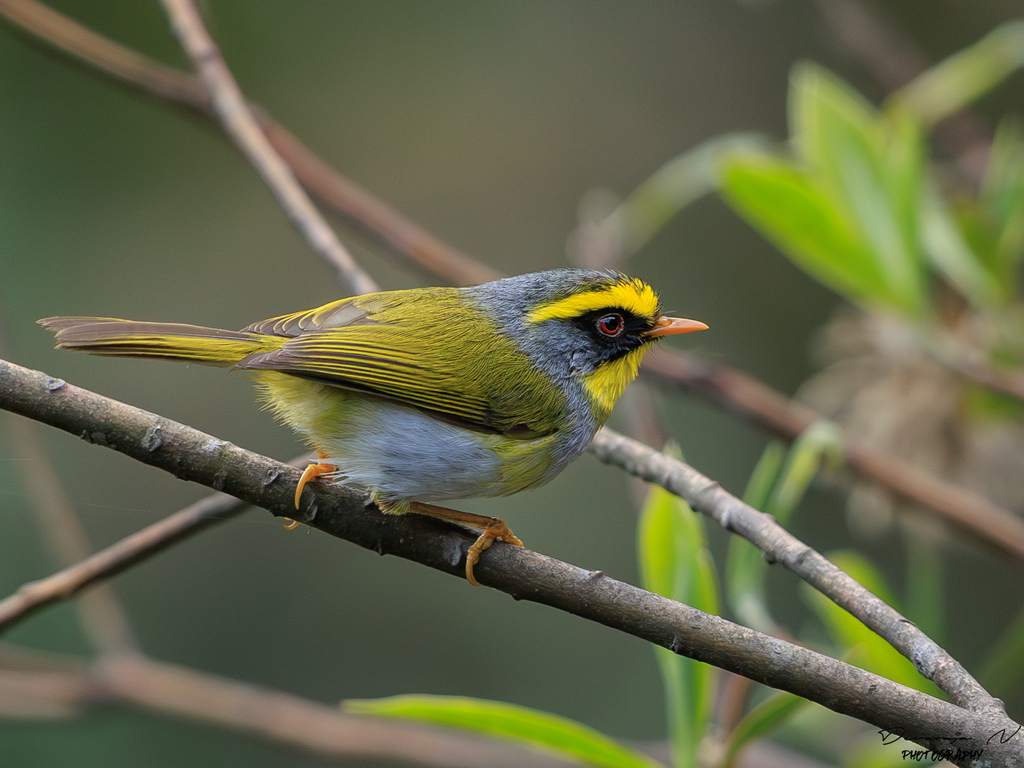Black-Faced Warbler