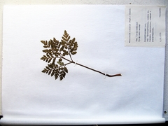 Sceptridium robustum