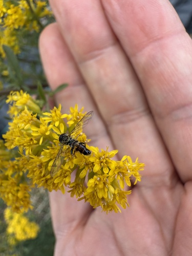 Unknown species found near Lyme Rd, Hanover, NH, US