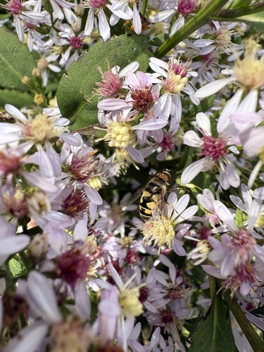 Unknown species found near Lyme Rd, Hanover, NH, US