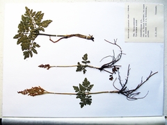 Sceptridium robustum