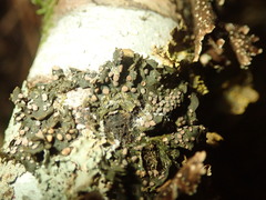 Collema leucocarpum