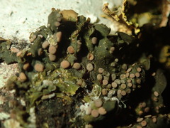 Collema leucocarpum