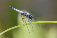 Aethriamanta gracilis