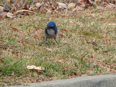 Aphelocoma californica