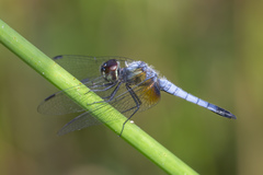 Aethriamanta gracilis