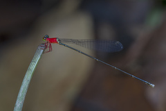 Amphicnemis gracilis