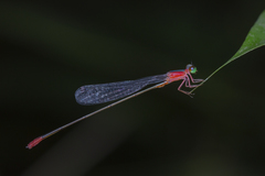 Teinobasis ruficollis