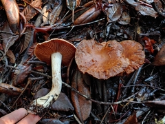 Cortinarius laniger