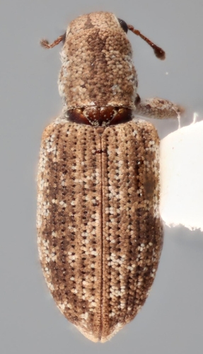 Pandeleteinus elytroplanatus