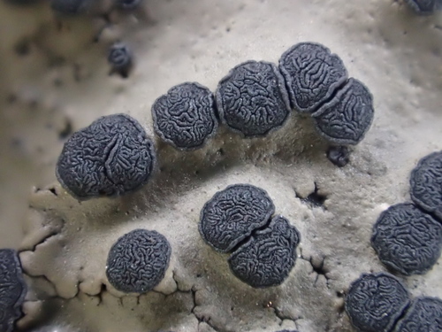 Emery Rocktripe Lichen