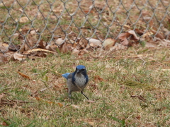 Aphelocoma californica