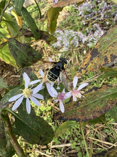 Unknown species found near Thetford, VT, USA
