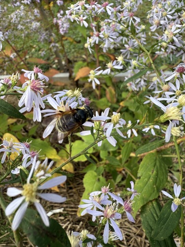 Unknown species found near Thetford, VT, USA