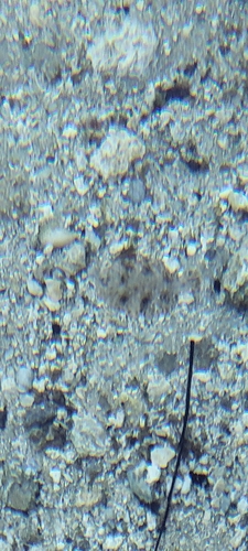Trinectes maculatus