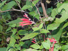 Salvia elegans sonorensis
