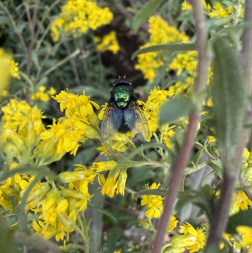 Unknown species found near Thetford, VT, USA