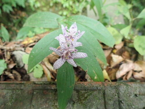 Tricyrtis hirta