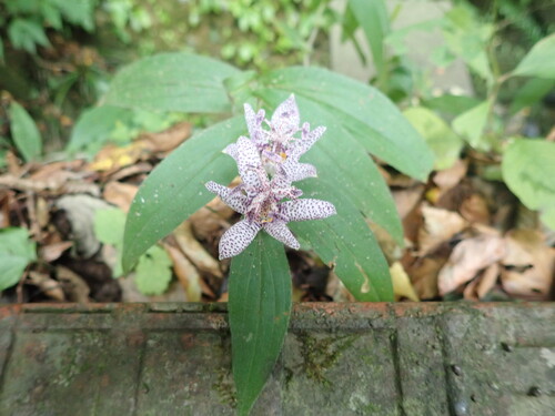 Tricyrtis hirta