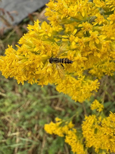 Unknown species found near Hanover, NH, USA
