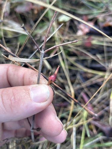 Unknown species found near Hastings, MN, US