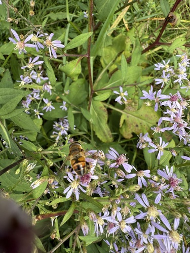 Unknown species found near Hanover, NH, USA