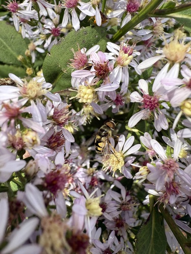 Unknown species found near Hanover, NH, USA