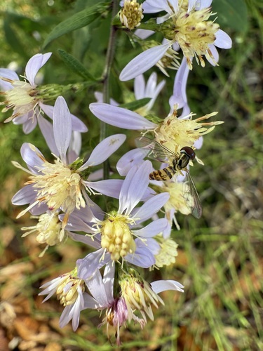 Unknown species found near Hanover, NH, USA
