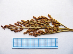 Sceptridium robustum