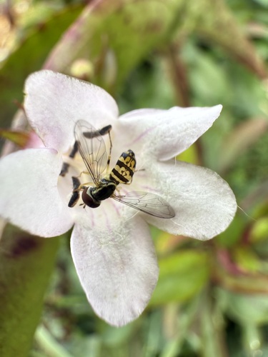 Unknown species found near Hanover, NH, USA