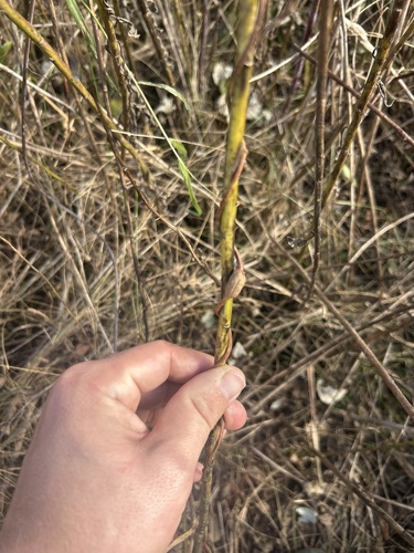 Unknown species found near Hastings, MN, US