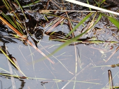 Poyntonia paludicola