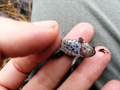 Poyntonia paludicola