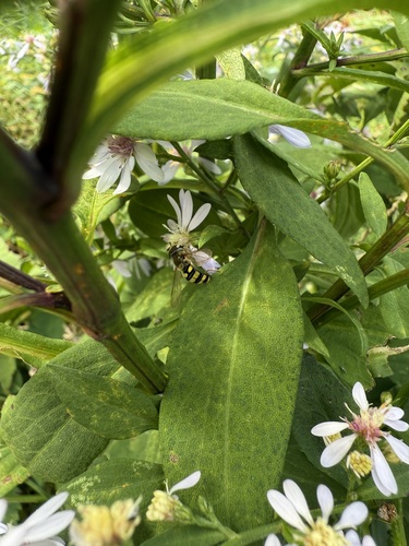 Unknown species found near Hanover, NH, USA
