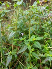 Pterolepis glomerata