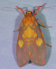 Ammatho cuneonotatus