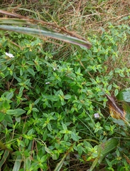 Pterolepis glomerata